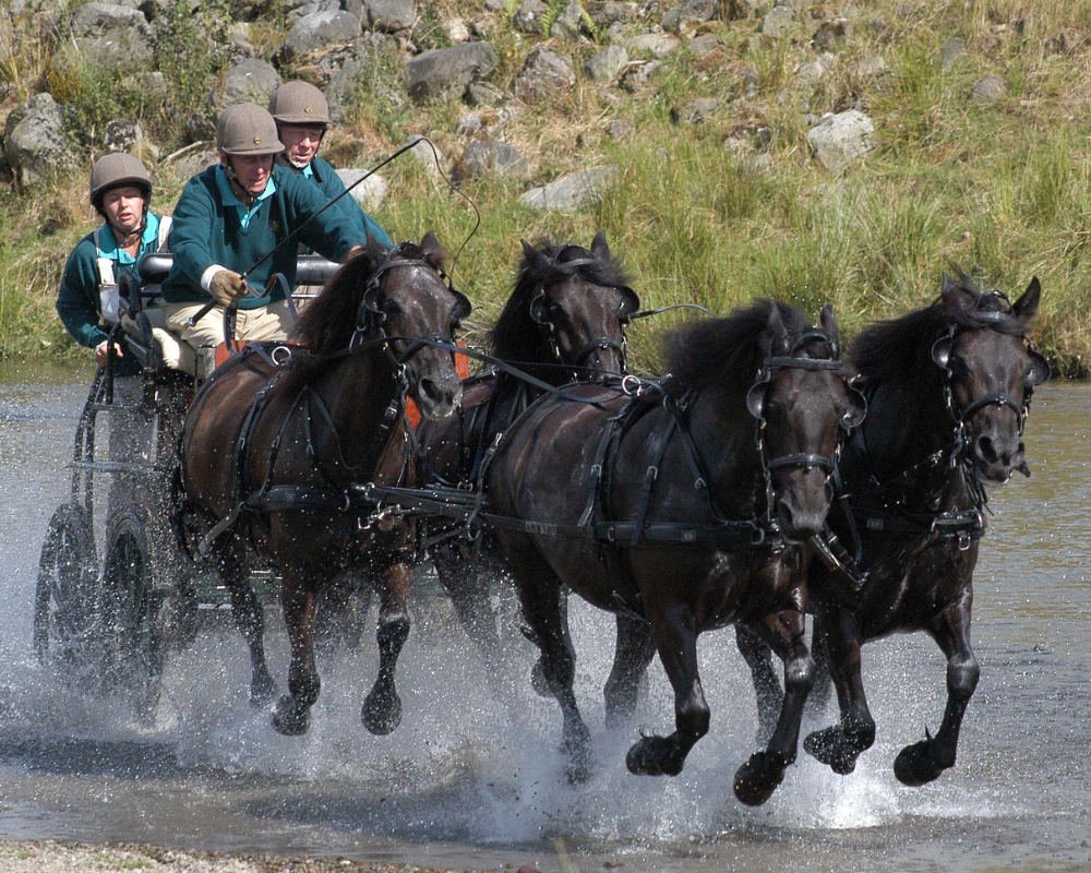 Four-seat sports carriage