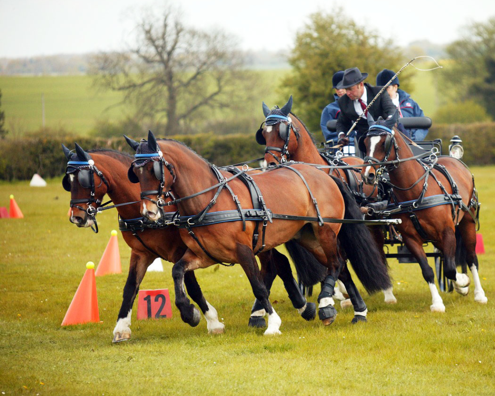 Double gear horse carriage