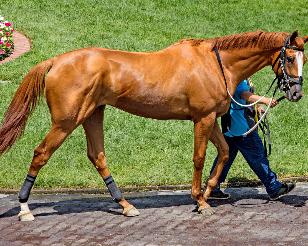 Racing horses breeds