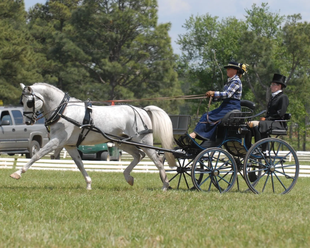 Vintage horse and carriage race