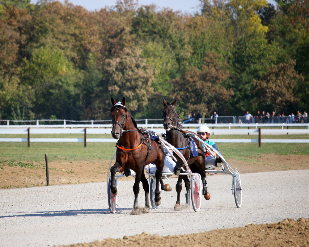 Carriage racing