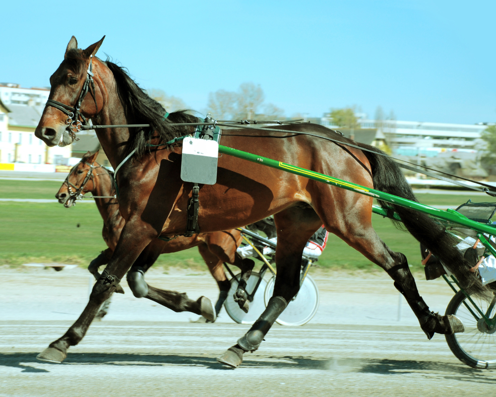 Carriage racing