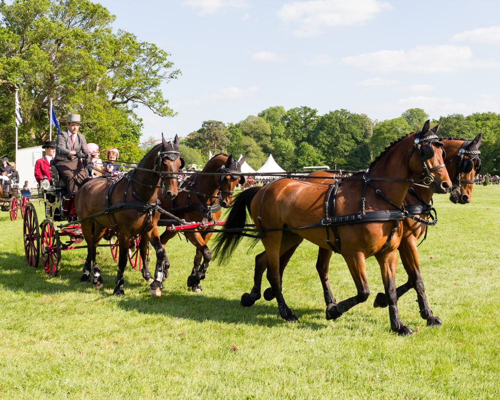 Horse racing