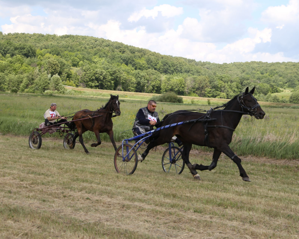 Horse racing